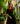 Mintlis women's satin lycra elastane, 2 colors, Dynasty dress, sizes (36-46) size guide